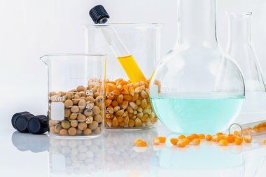 Tarımsal Laboratuvar tahıl ve Mısır zekâ tehlikeli gıdalardan