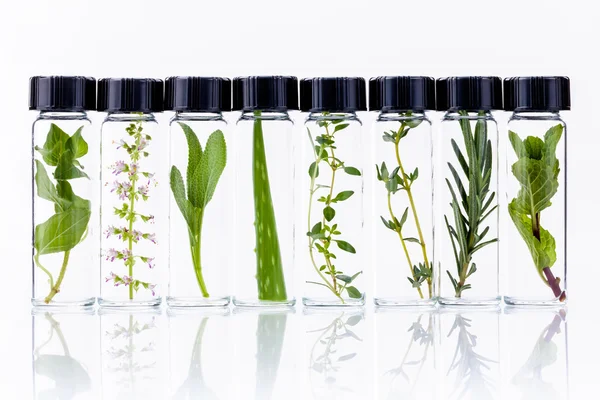 Botella de aceite esencial con hierbas flores de albahaca sagradas, romero, o — Foto de Stock