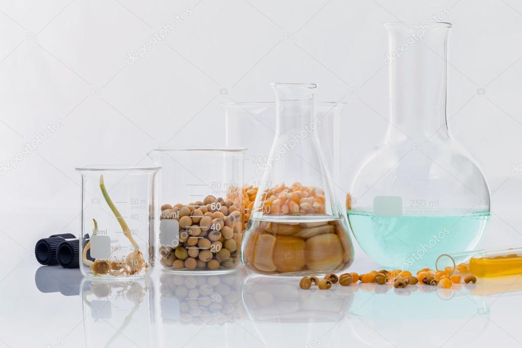 Dangerous food from  laboratory agricultural grains and corn wit