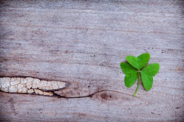 Close Up clovers leaves setup on rustic wooden background.