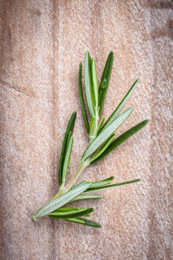 Kavram baharat için taze biberiye dalı kadar kapatın