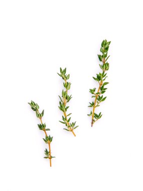 Şube konsepti baharat için taze kekik