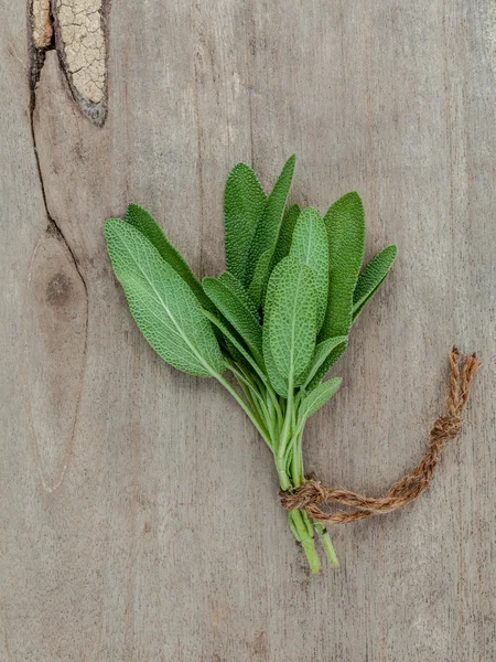 Close up branch of fresh sage for seasoning concept — 스톡 사진