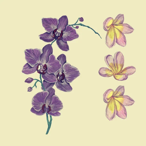 Ilustraciones de acuarela dibujadas a mano de orquídeas y flores — Foto de Stock
