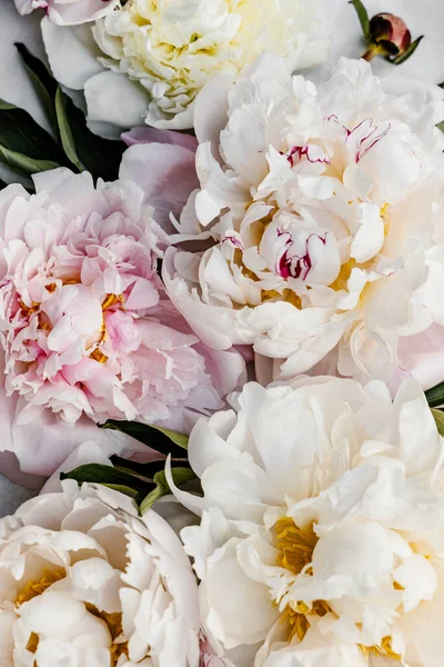 Pembe ve beyaz şakayıklar.. 