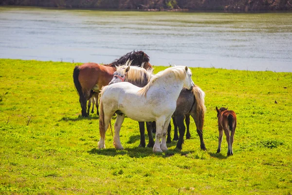 Лошади Лугу Рядом Рекой Сава Весной Природном Парке Lonjsko Polje — стоковое фото