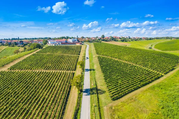 Paisaje Verde Colinas Viñedos Daruvar Croacia — Foto de Stock