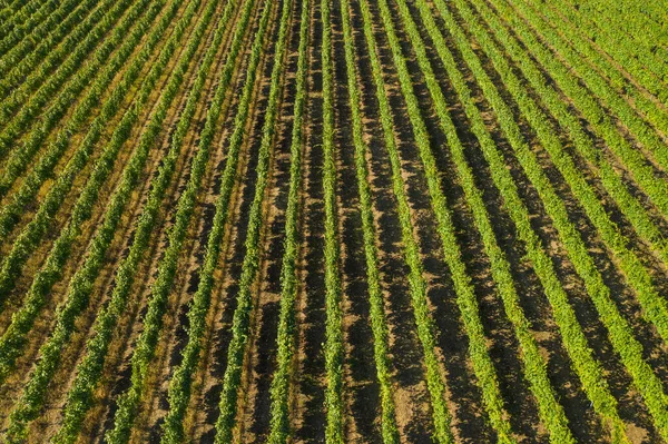 Vineyard Raws Daruvar Region Horvátország Panorámás Kilátás — Stock Fotó