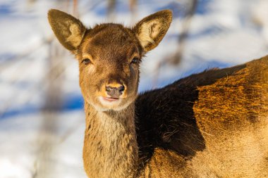Doğal Orman Habitatı 'nda dişi geyik portresi (Cervus Elaphus), Gorski Kotar, Hırvatistan