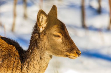 Doğal Orman Habitatı 'nda dişi geyik portresi (Cervus Elaphus), Gorski Kotar, Hırvatistan