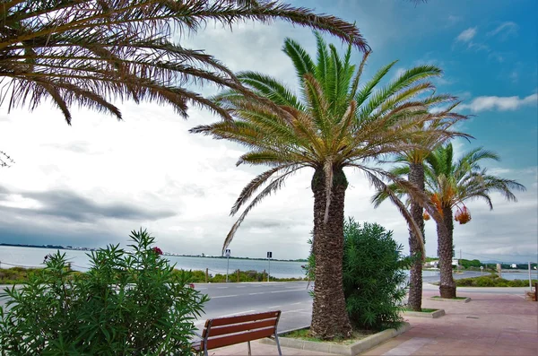 Bench and palm trees near the road — Stock Photo, Image