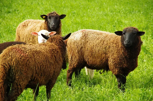 Коричнева вівця в ручці — стокове фото