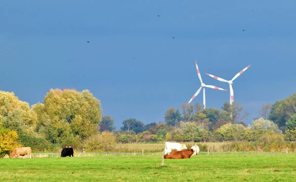 Wildgänse Und Kühe Auf Der Weide — Stockfoto