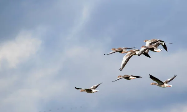 Gänseschwärme Fliegen Tagsüber — Stockfoto