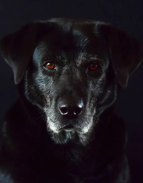 Ritratto Labrador Nero Con Capelli Grigi — Foto Stock