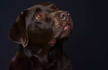 Siyah arkaplanda kahverengi labrador portresi