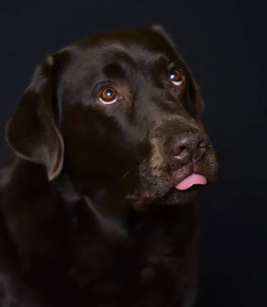 Portrét Hnědého Labradora Černém Pozadí — Stock fotografie