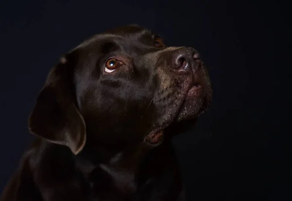 Portrait Labrador Brun Sur Fond Noir — Photo