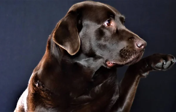 Portré Barna Labrador Fekete Háttér — Stock Fotó