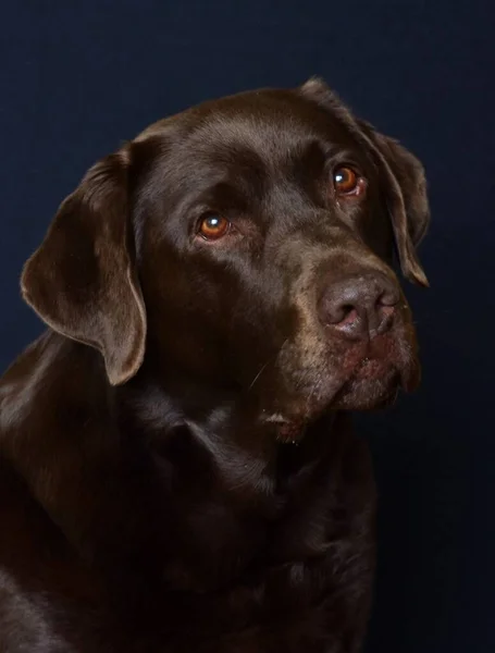 Porträtt Brun Labrador Med Tunga — Stockfoto