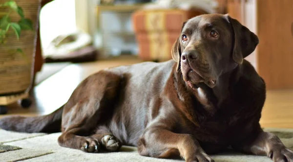 Hnědý Labrador Ležící Koberci Bytě — Stock fotografie