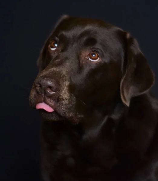 Porträtt Brun Labrador Med Tunga — Stockfoto