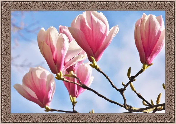 Rosa Magnolienblüten Unter Blauem Himmel Horizontalen Rahmen — Stockfoto