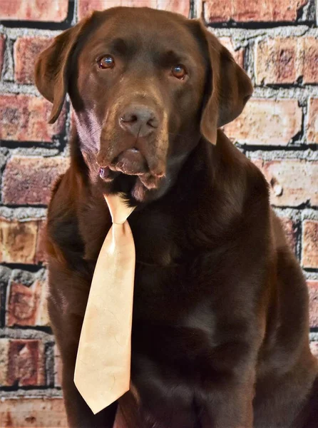Retrato Labrador Marrón Una Corbata Oro Una Pared Ladrillo — Foto de Stock