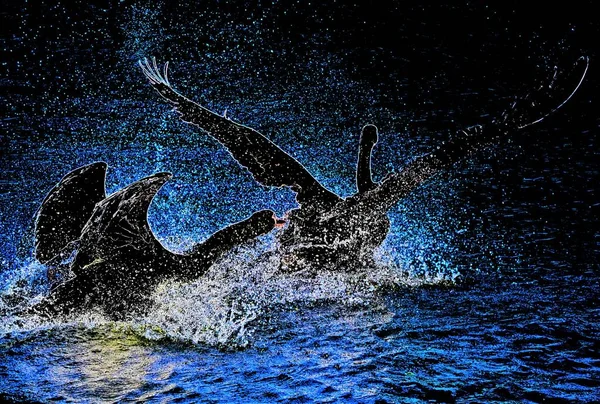 Black Swans Dark Blue Background — Stock Photo, Image