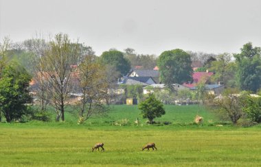 Almanya 'da kırsal alan ve köyün yakınındaki bir tarlada geyik yumurtlaması. 