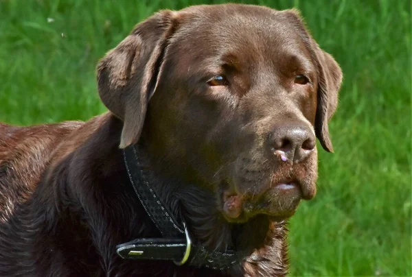 Portret Van Bruine Labrador Groen Gras Buiten Achtergrond — Stockfoto