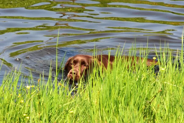 Hnědý Labrador Vodním Kanálu — Stock fotografie