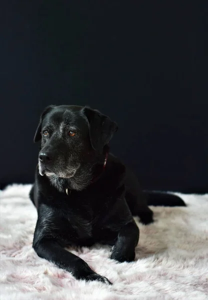 Собака Лежить Килимі Чорному Тлі — стокове фото