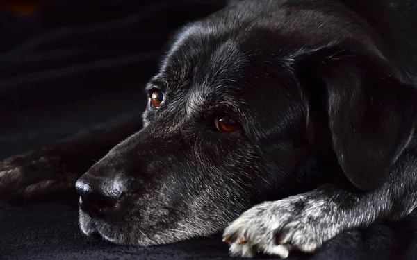 黒い背景をした黒い犬の肖像画です — ストック写真