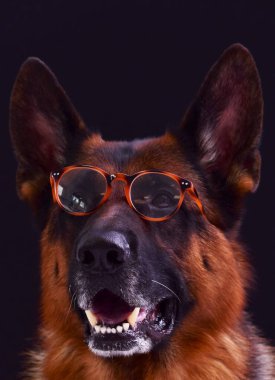Siyah arka planda gözlük takan bir Alman çoban köpeğinin portresi 