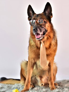 Köpek çobanı gözlüklü ve kravatlı halının üzerinde oturuyor. 