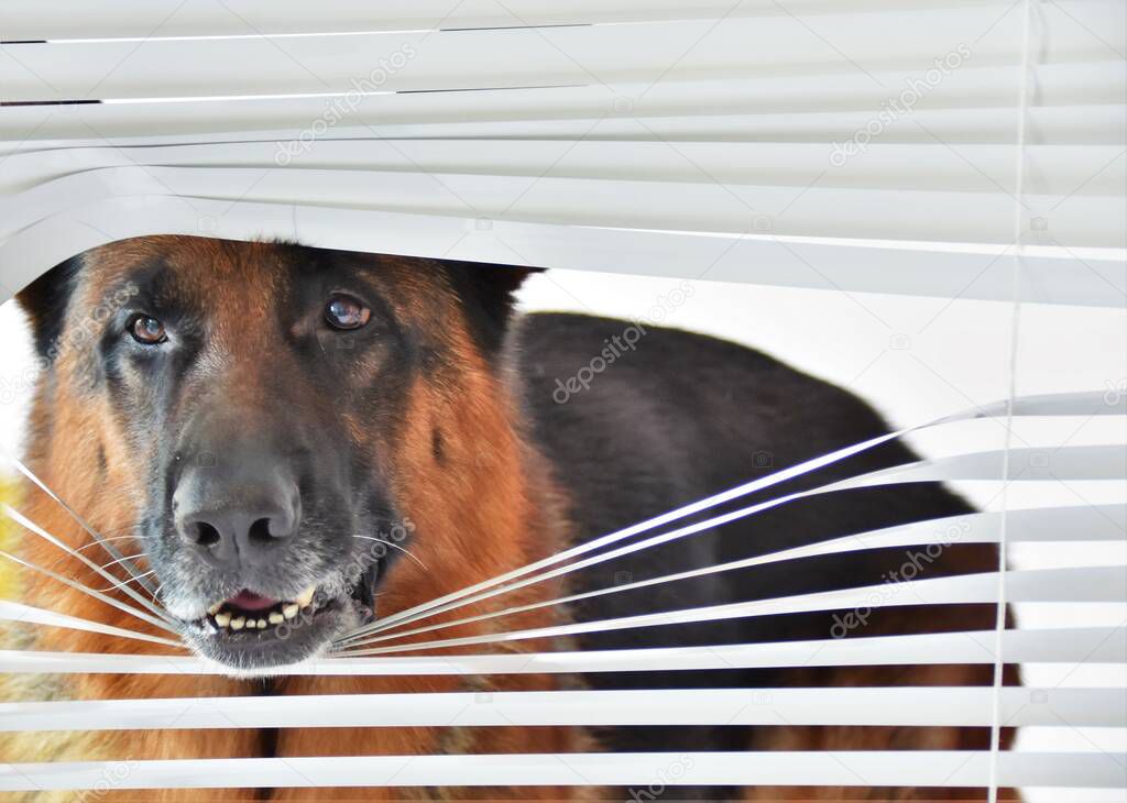 Shepherd dog peeking out of white blinds