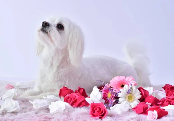 Kleine Witte Hond Een Roze Tapijt Met Bloemen — Stockfoto