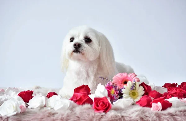 Kleine Witte Hond Een Roze Tapijt Met Bloemen — Stockfoto