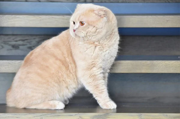 Ohnutá Zrzavá Kočka Stojí Schodech Pokoji — Stock fotografie