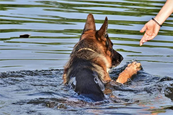 Donna Tende Mano Cane Che Galleggia Sul Fiume — Foto Stock