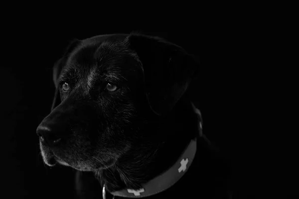 Retrato Perro Negro Sobre Fondo Negro Cerca — Foto de Stock