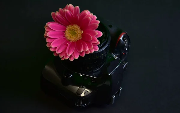 pink flower in the lens of a SLR camera on a black background