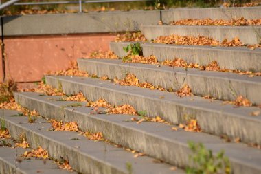Adımlar üzerinde sarı yapraklar