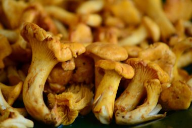 Chanterelles