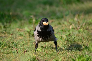 ekmek ile karga ayakta