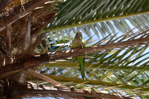 Grön papegoja på palm — Stockfoto