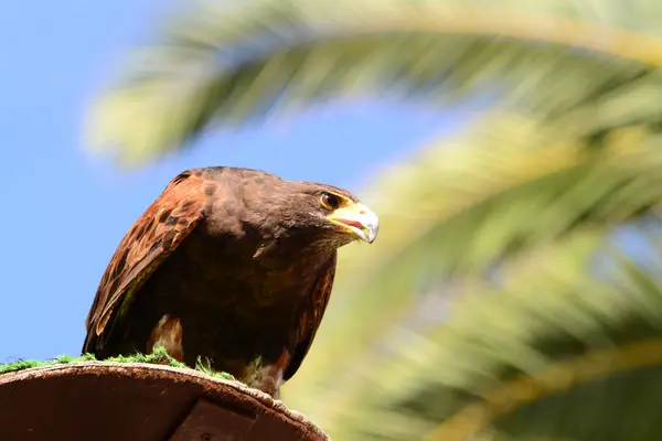 Hnědá falcon — Stock fotografie