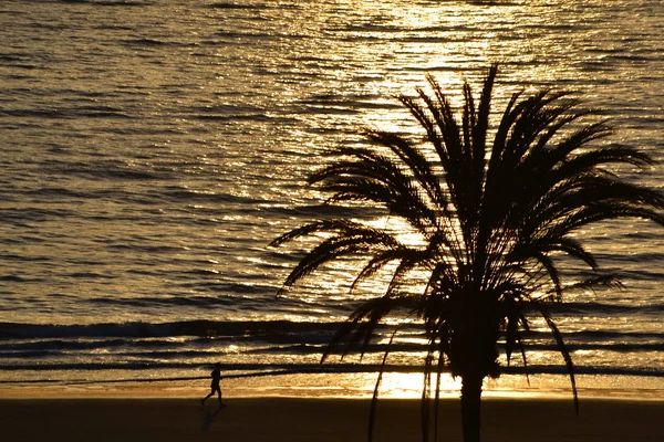 Palma na plaży — Zdjęcie stockowe