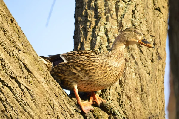 Duck on the tree — Stock Photo, Image